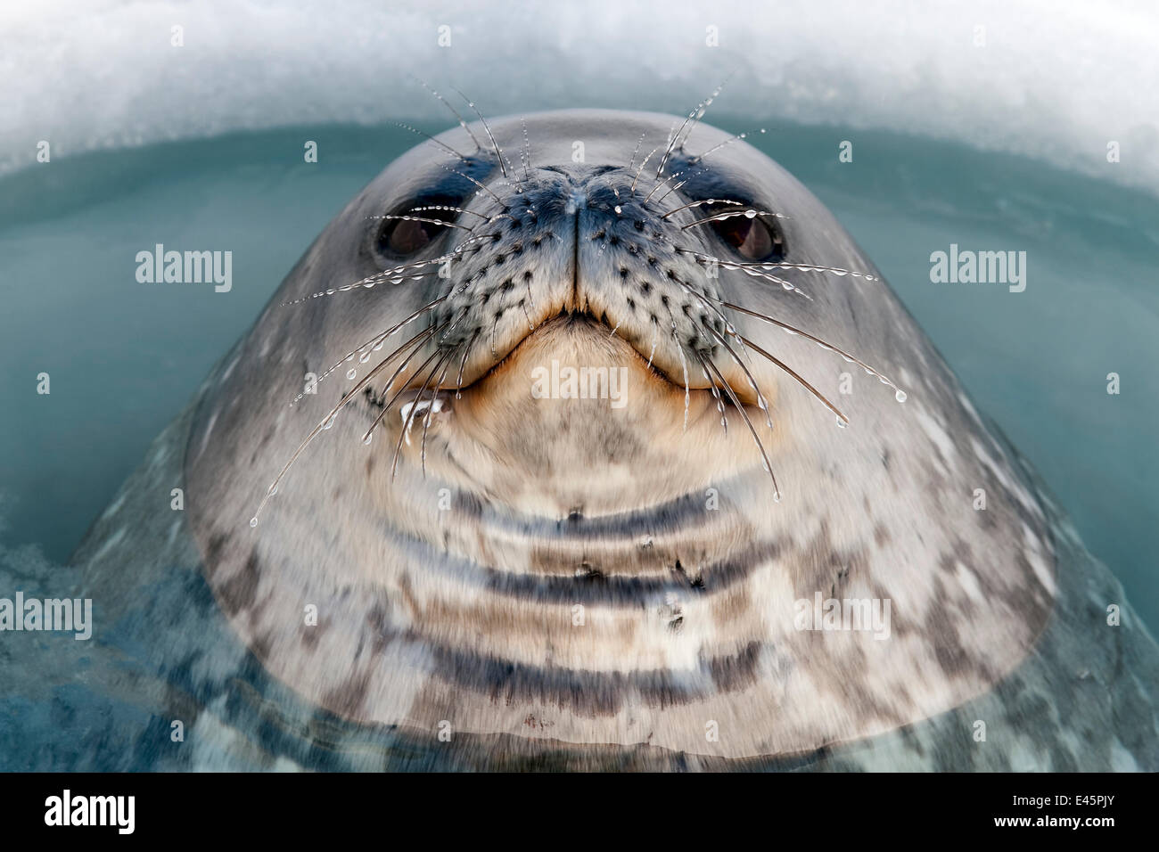 Cross eyed animals hi-res stock photography and images - Alamy