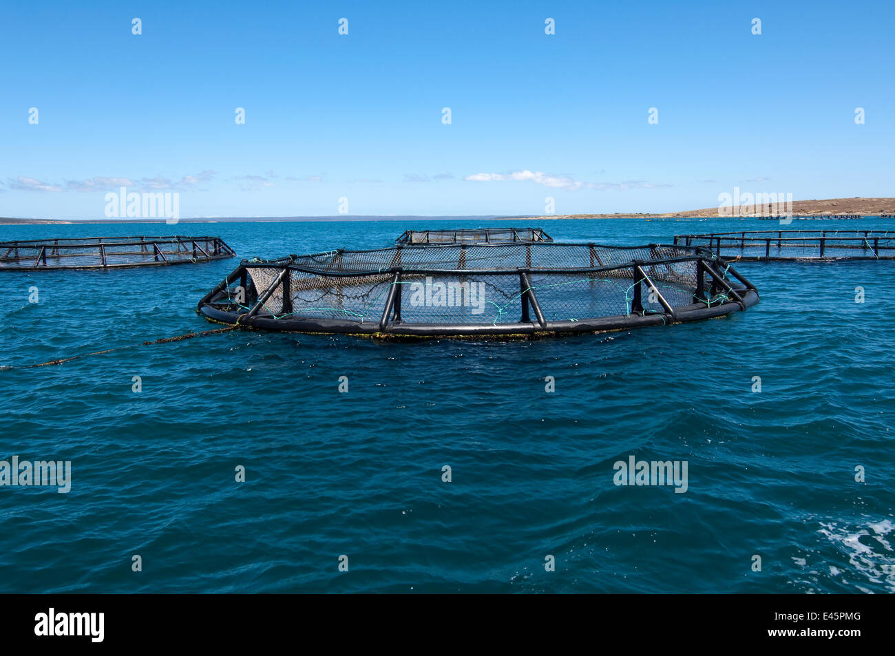 Tuna farming where wildcaught young tuna are penned and farmed until