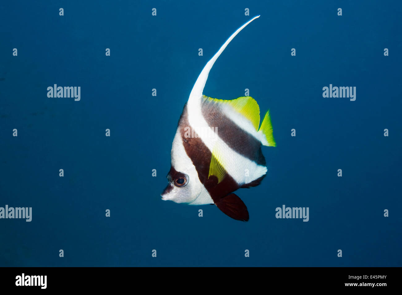 Longfin Bannerfish Heniochus Acuminatus Andaman Sea Thailand