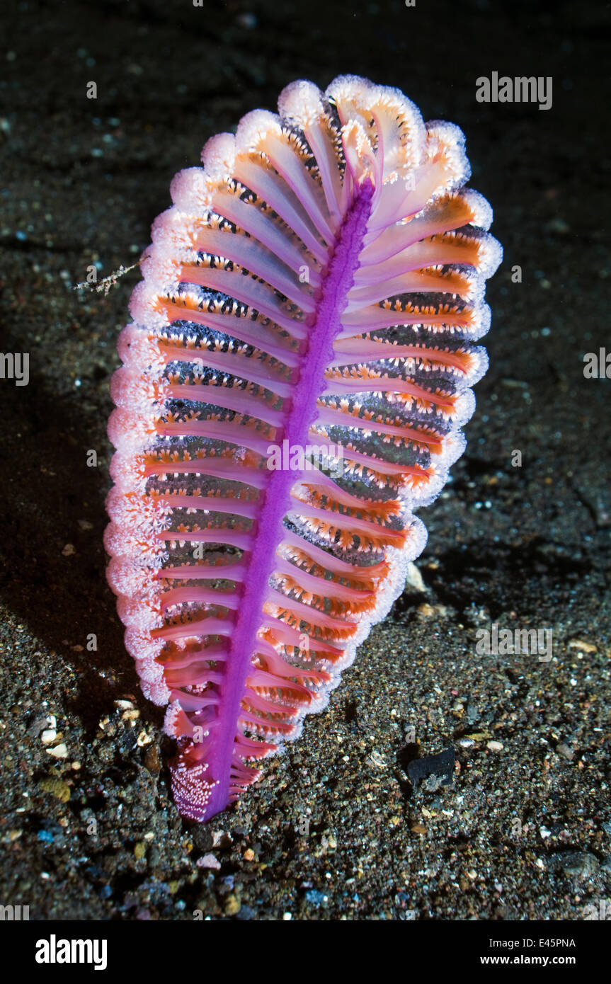 Sea pen hi-res stock photography and images - Alamy