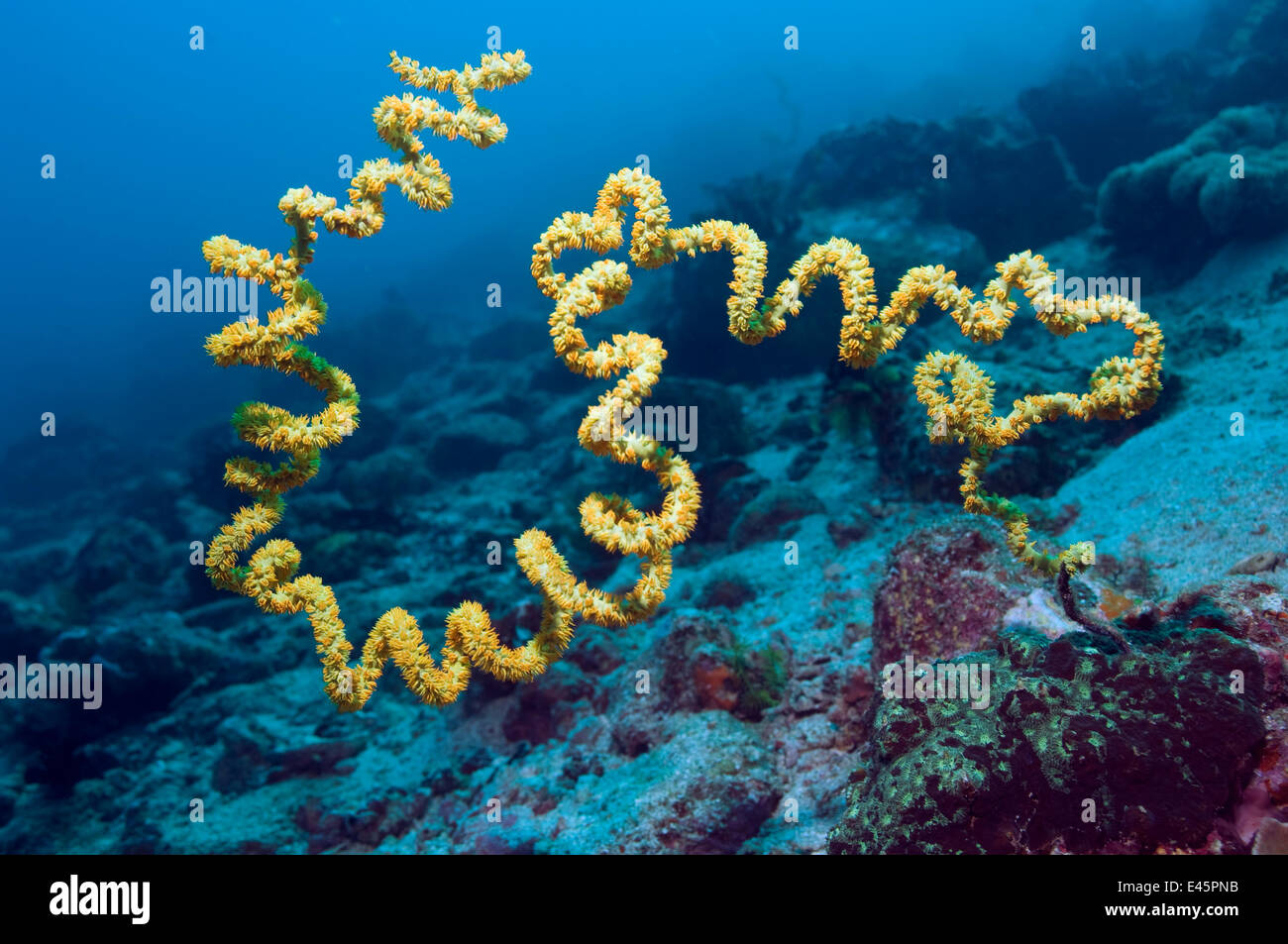 Spiral wire coral (Cirripathes sp) Indonesia. Antipatharia Stock Photo