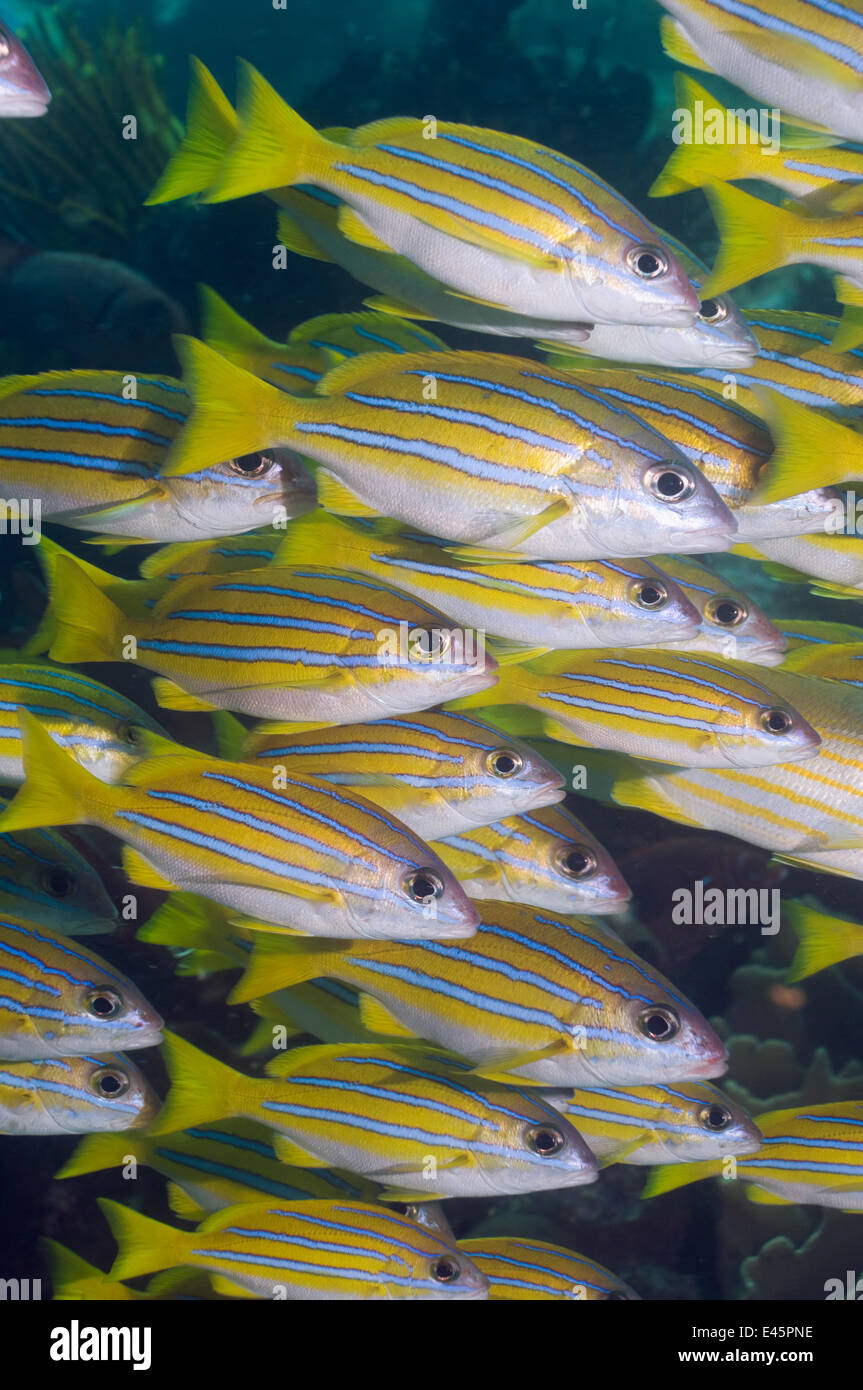 Shoal of Blueline snappers (Lutjanus kasmira)  Rinca, Komodo National Park, Indonesia Stock Photo