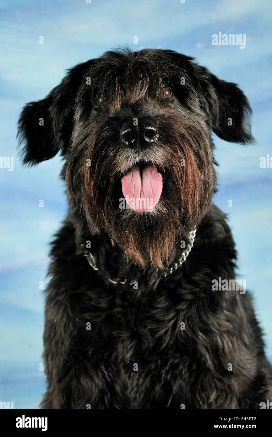 Portrait of a Bouvier des Flander cross-breed dog, sitting and panting Stock Photo
