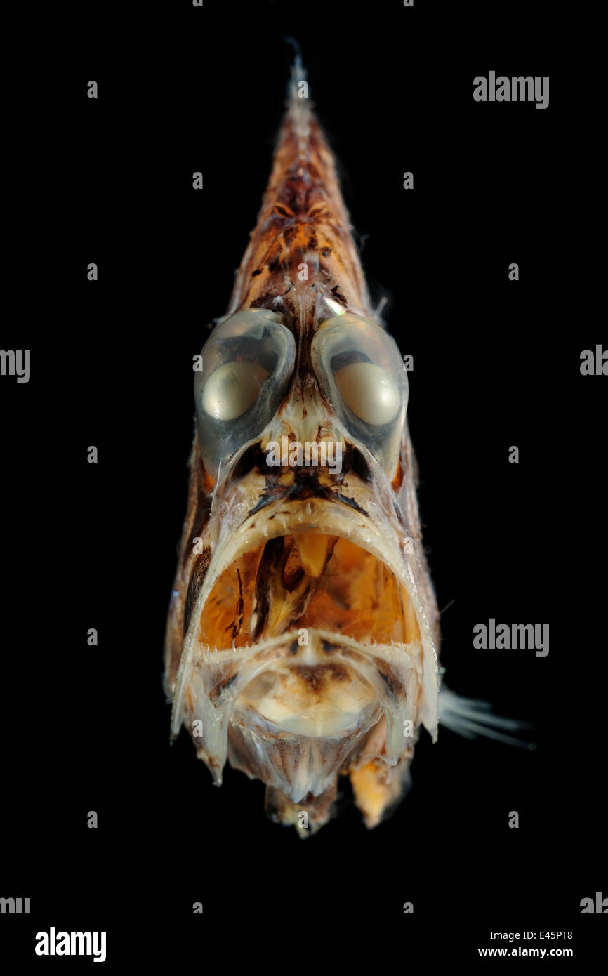 Deepsea hatchetfish hires stock photography and images Alamy