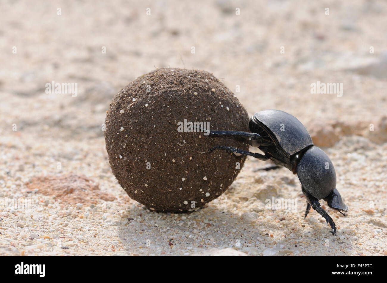 Green-grooved Dung Beetle (Scarabaeus rugosus) male with dung ball. deHoop NR, Western Cape, South Africa Stock Photo