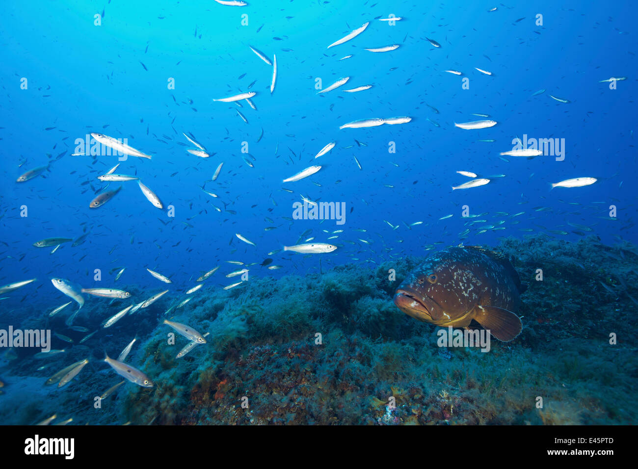 Dusky grouper (Epinephelus marginatus) surrounded by Blotched picarel / Menola (Spicara maena) off the coast of Capraia. Tuscany, Italy, August. Stock Photo