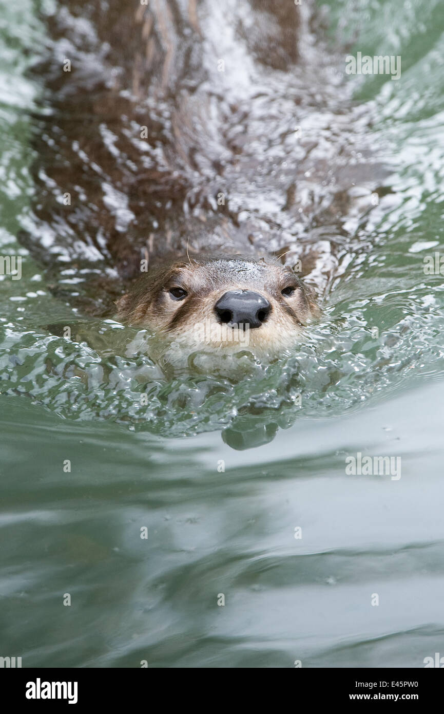 Northern / North American river otter (Lontra canadensis) swimming, Captive, Slimbridge, Gloucestershire, UK, July Stock Photo