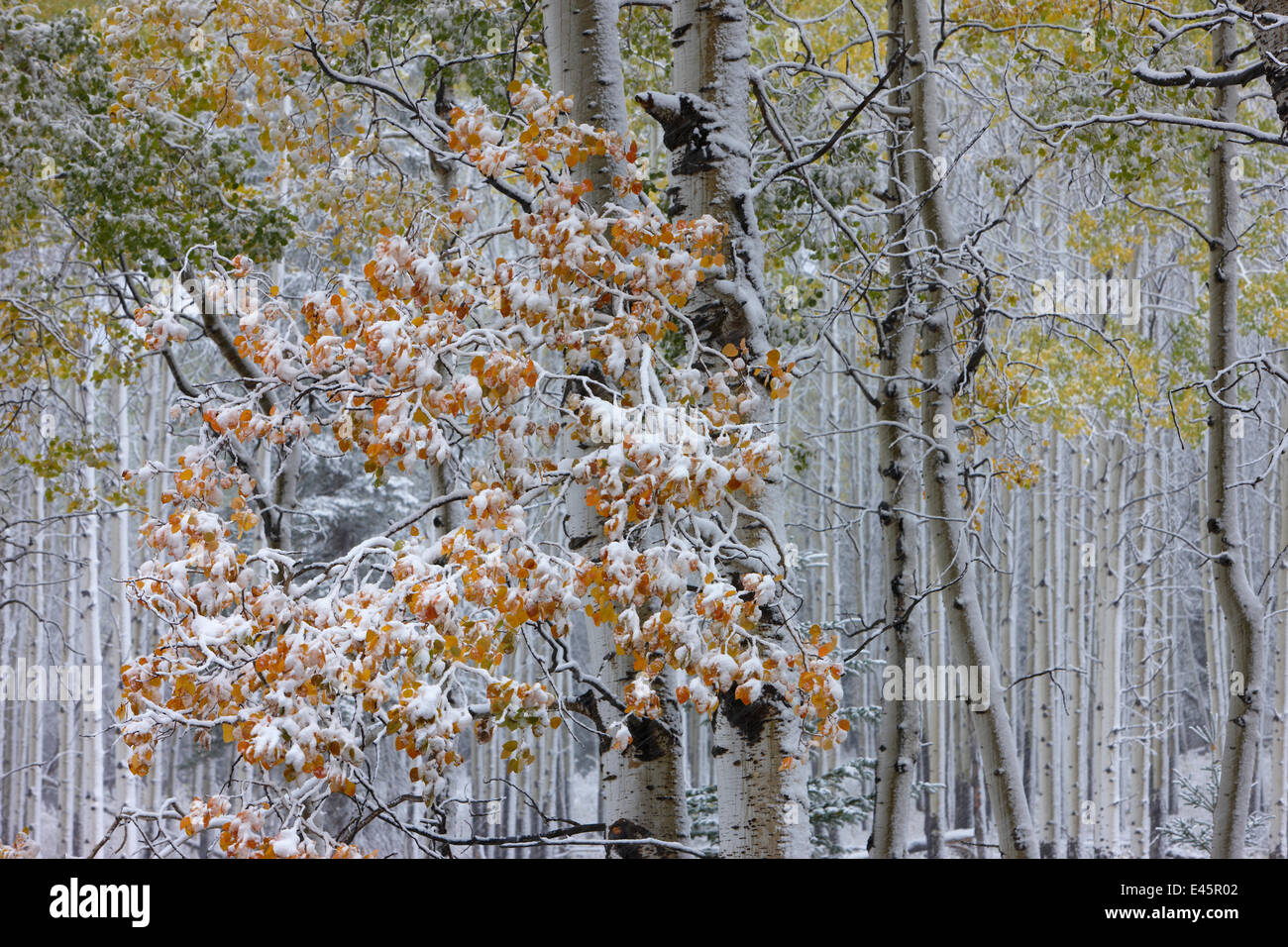 Autumn colours of the Aspen trees (Populus tremula) in the snow, near