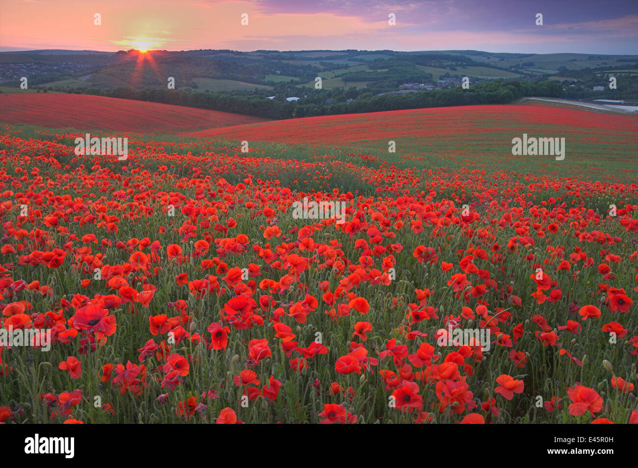 Sunset over fields of Common poppies (Papaver rhoeas) South Downs, West Sussex, England. June 2009 Stock Photo