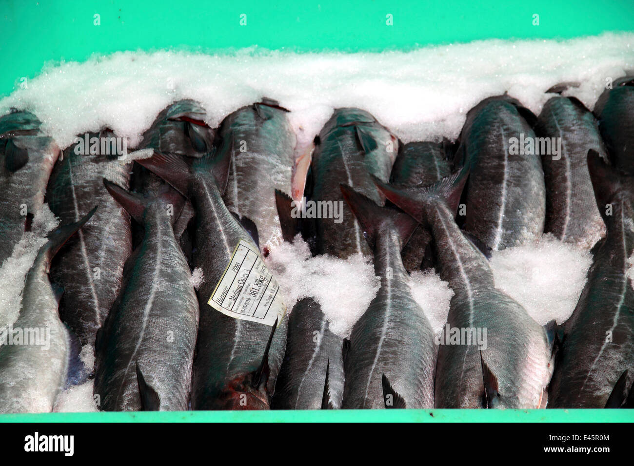 Coley / saithe (Pollachius virens) packed in ice, North Sea, May 2010. Stock Photo