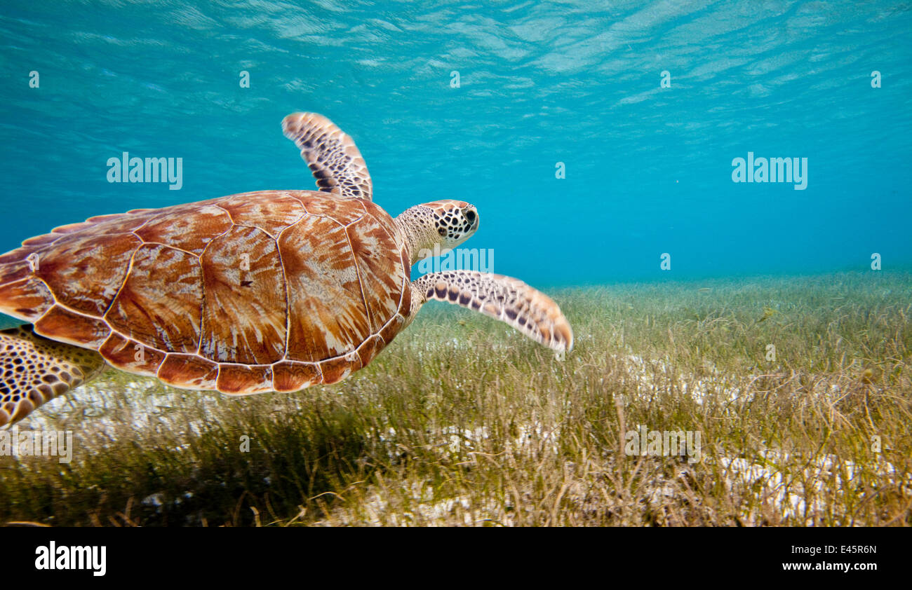 Green turtle (Chelonia mydas) swimming over sea grass, Grenadines, Caribbean, February 2010. Stock Photo