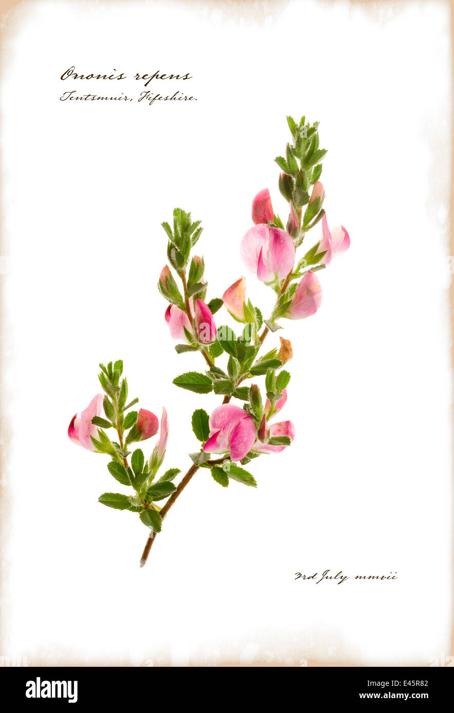 Photograph of flowering Restharrow (Ononis sp) to represent illustrated book page. Scotland, UK, July Stock Photo