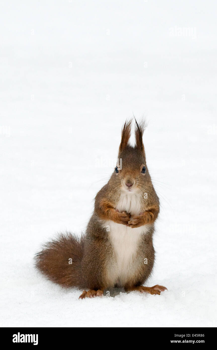 Red squirrel (Sciurus vulgaris) sitting upright in deep snow, Austria, Europe Stock Photo