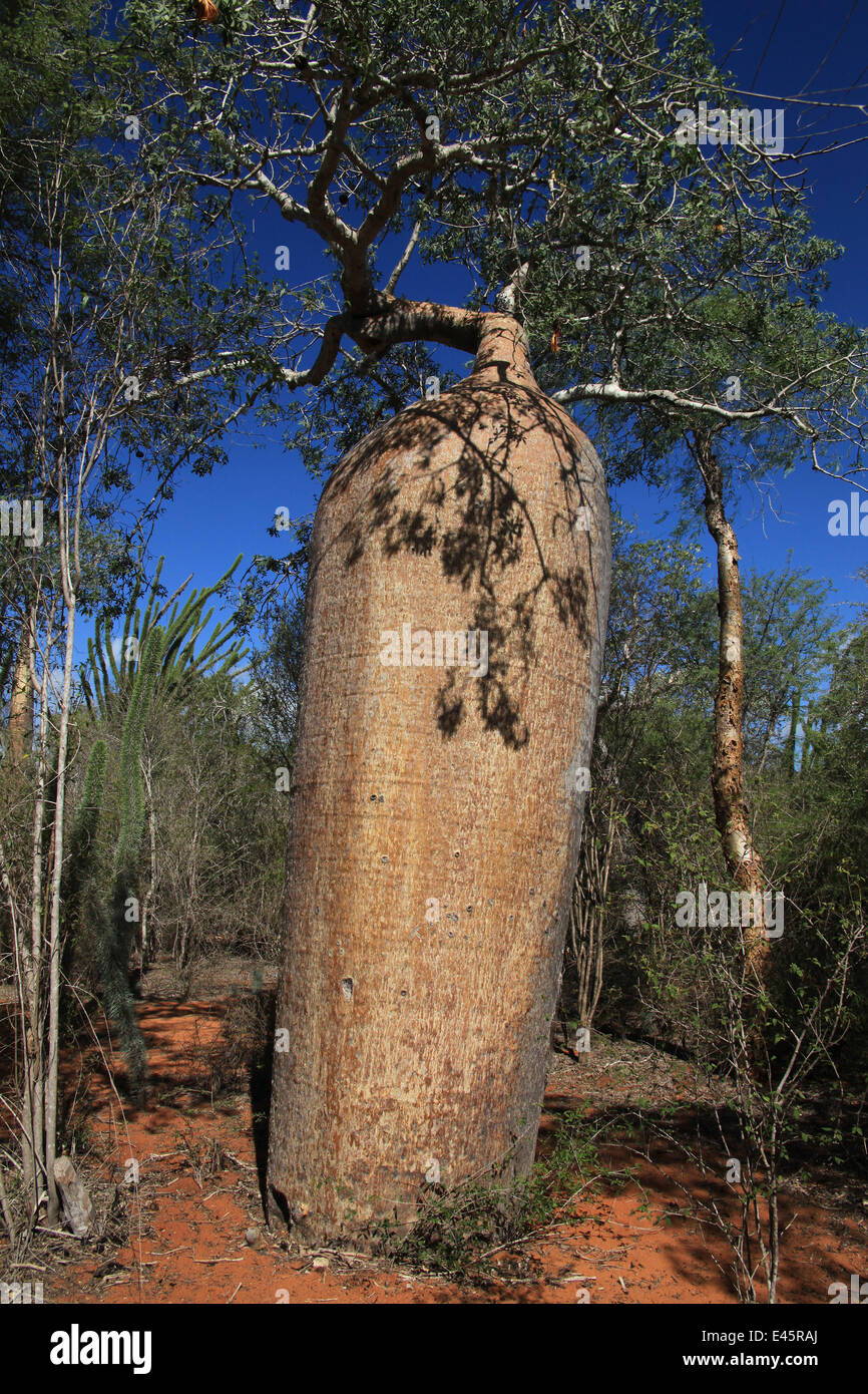 Baobab tree (Adansonia rubrostipa) and Sogno (Didierea madagascariensis ...
