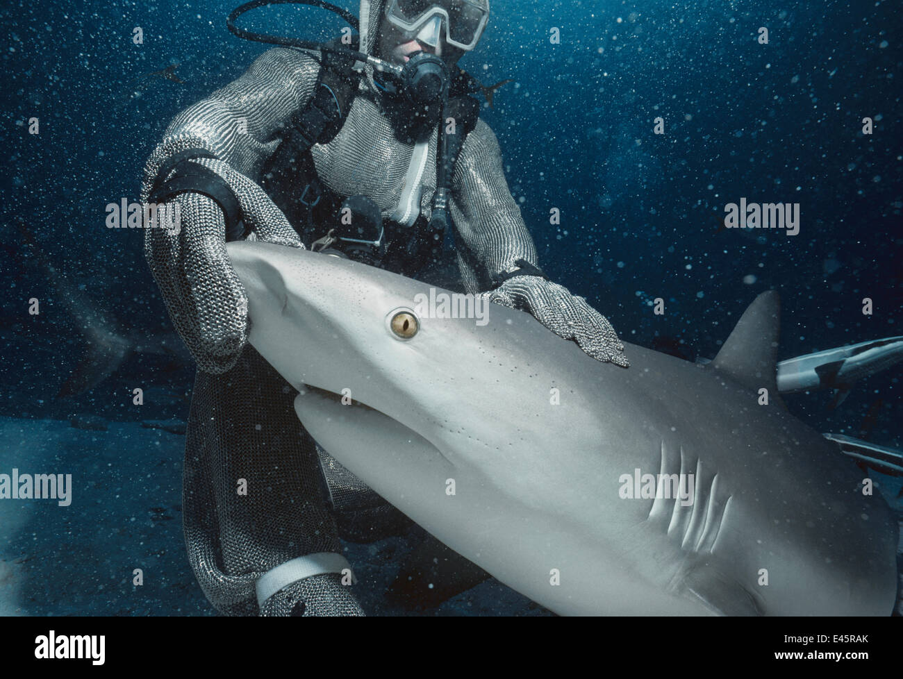 Shark handler wearing chain mail suit holding Caribbean reef shark