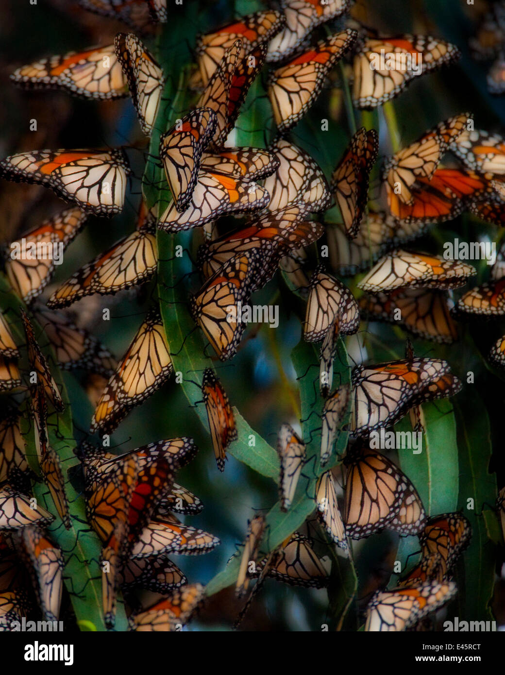 Monarch Butterflies (Danaus plexippus) roosting in winter in dense