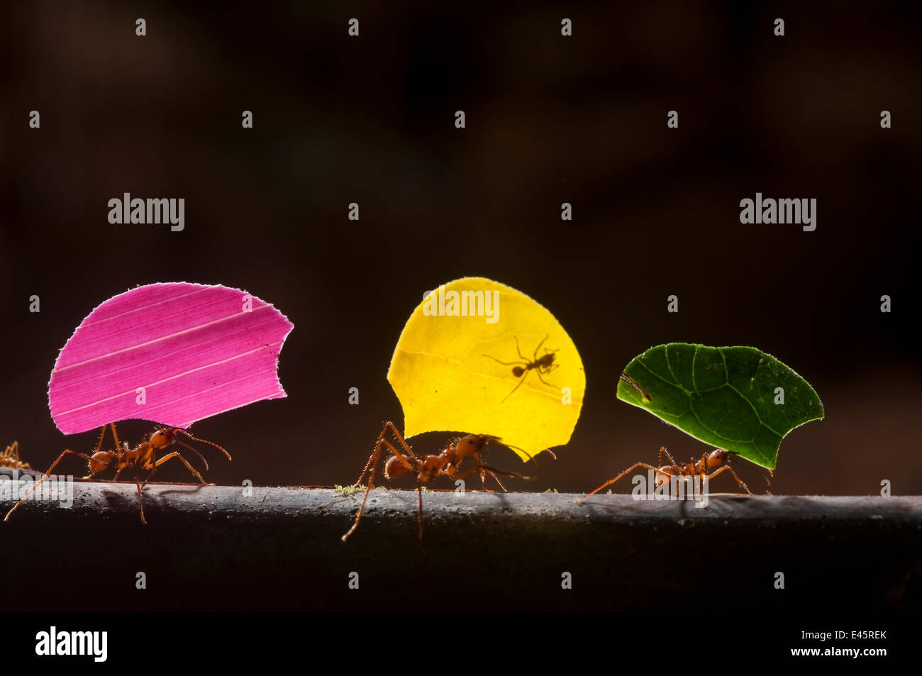 Leaf cutter ants (Atta cephalotes) carrying sections of leaves, to be used for cultivating nutritious fungi, Santa Rita, Costa Rica Stock Photo