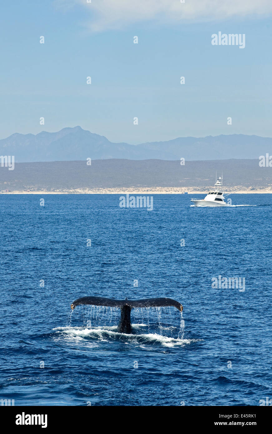 Humpback whale (Megaptera novaeangliae) fluking - lifting the tail in the air before a dive, boat and coast in background, Sea of Cortez, Baja California, Mexico Stock Photo