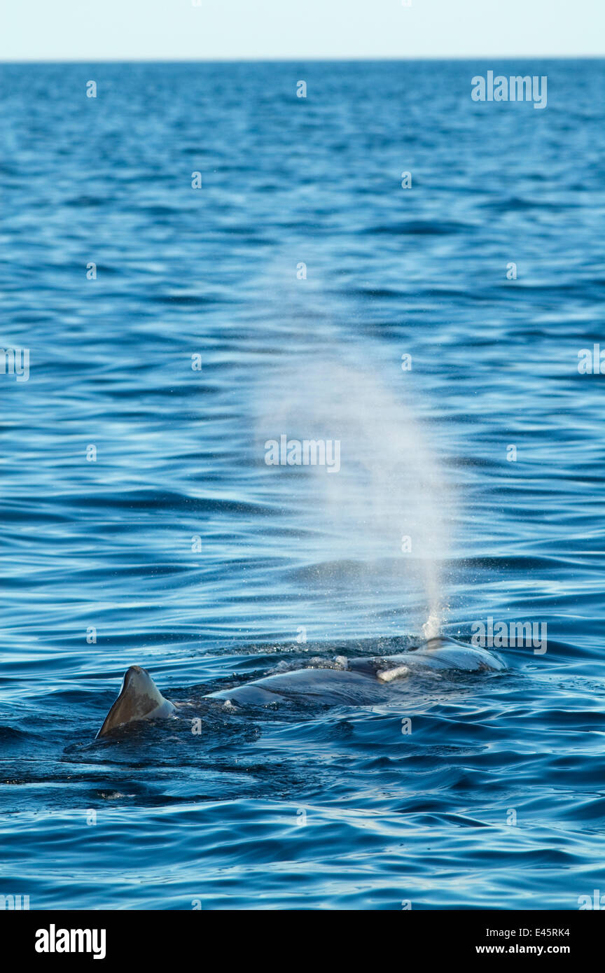 Sperm whale (Physeter macrocephalus) blowing / spouting, Sea of Cortez ...