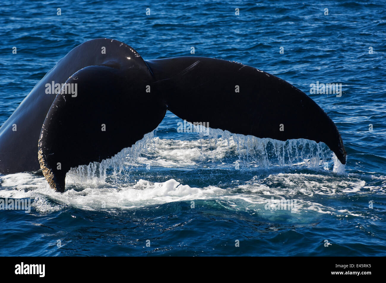 Humpback whale (Megaptera novaeangliae) fluking - lifting the tail in the air before a dive, Sea of Cortez, Baja California, Mexico Stock Photo