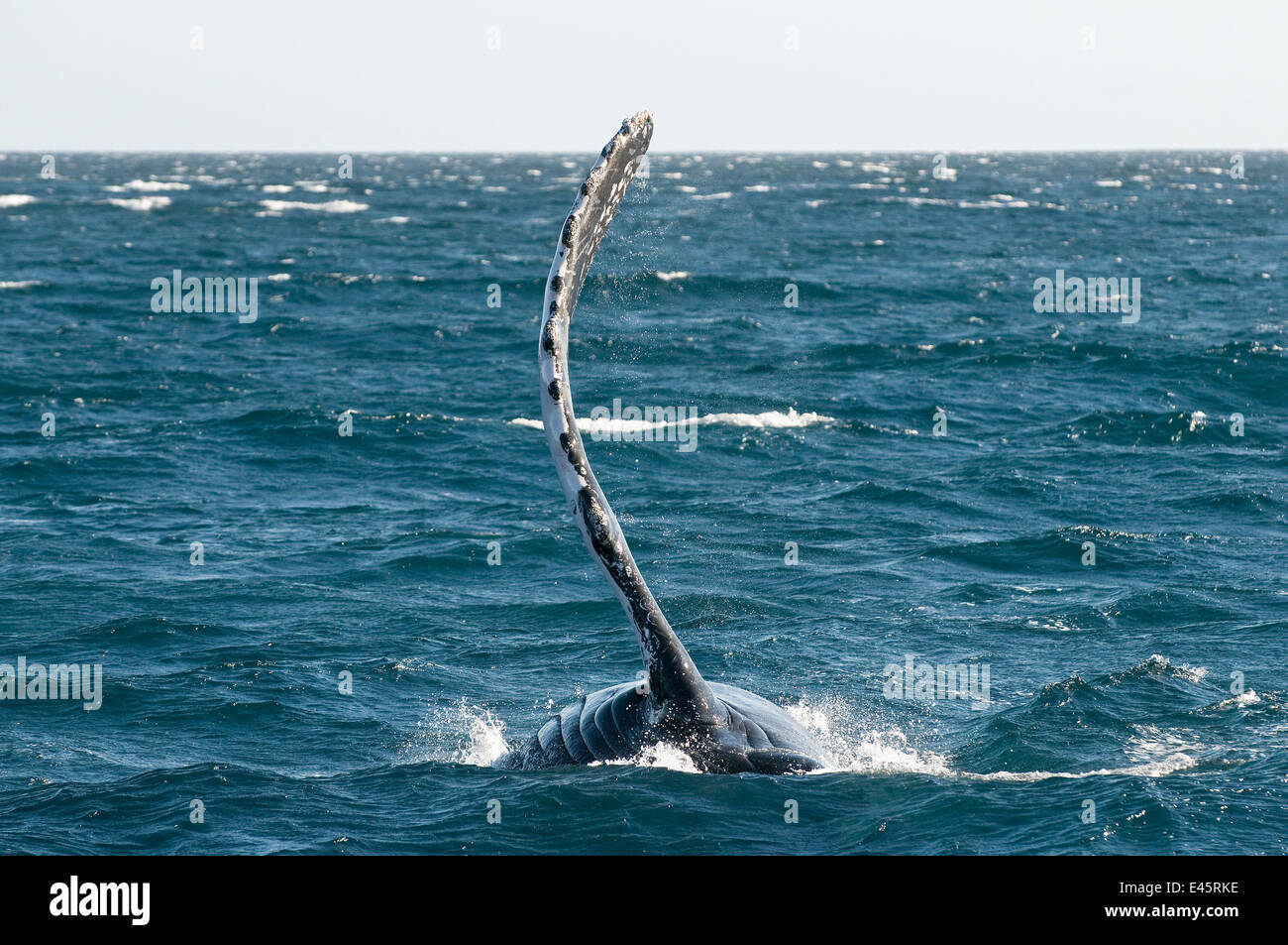 Humpback whale (Megaptera novaeangliae) flipper / pectoral slapping, Sea of Cortez, Baja California, Mexico Stock Photo