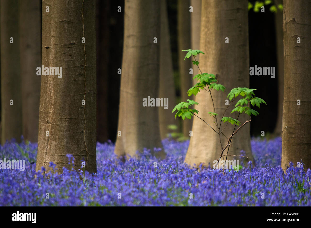 Deep blue carpet of Bluebells (Hyacinthoides non-scripta / Endymion scriptum) flowering in Beech wood with Sycamore sapling, Hallerbos, Belgium, April Stock Photo