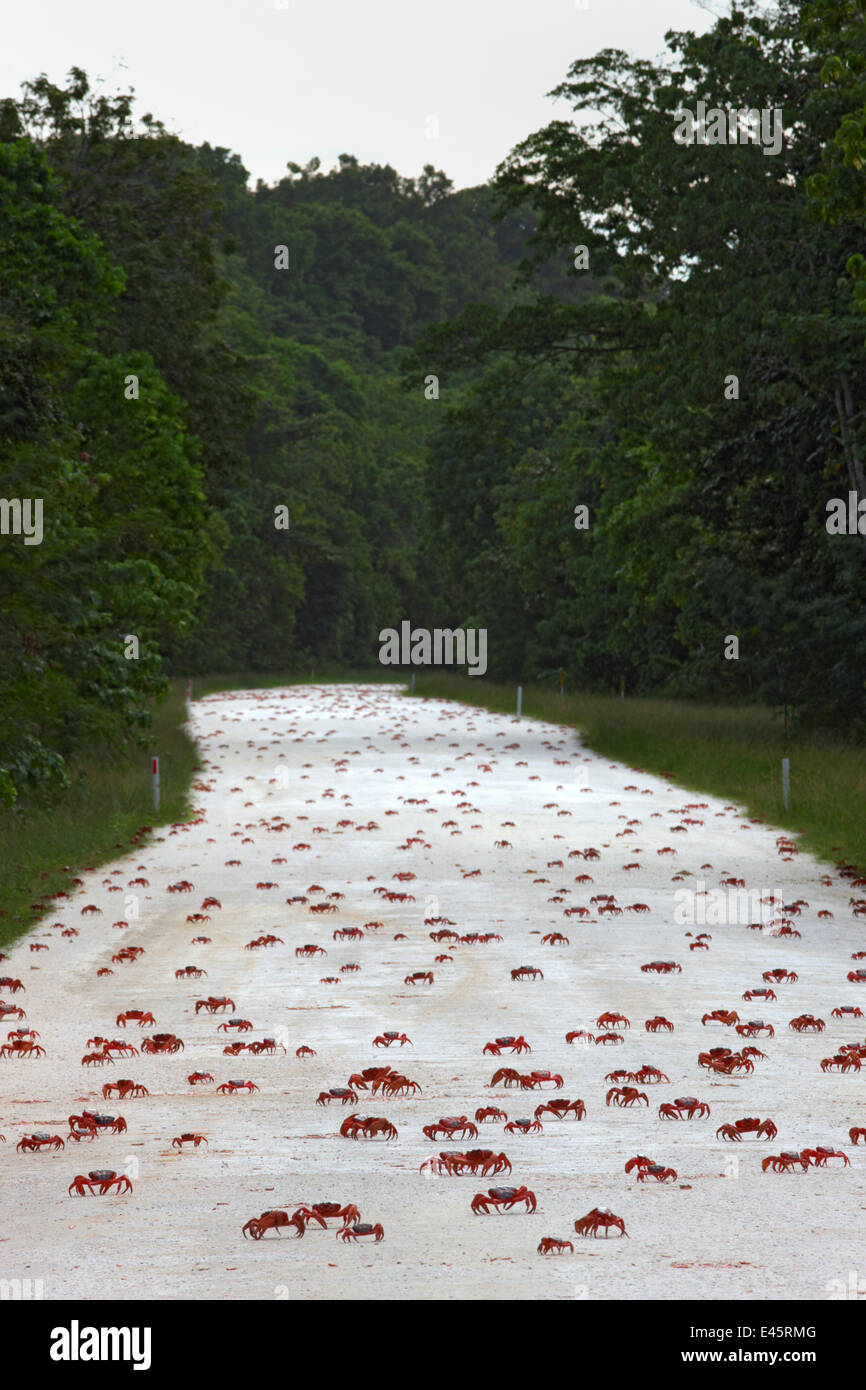 Christmas Island Red Crabs (Gecarcoidea natalis)  crossing road in huge numbers during annual migration, Christmas Island, Indian Ocean, Australian Territory Stock Photo