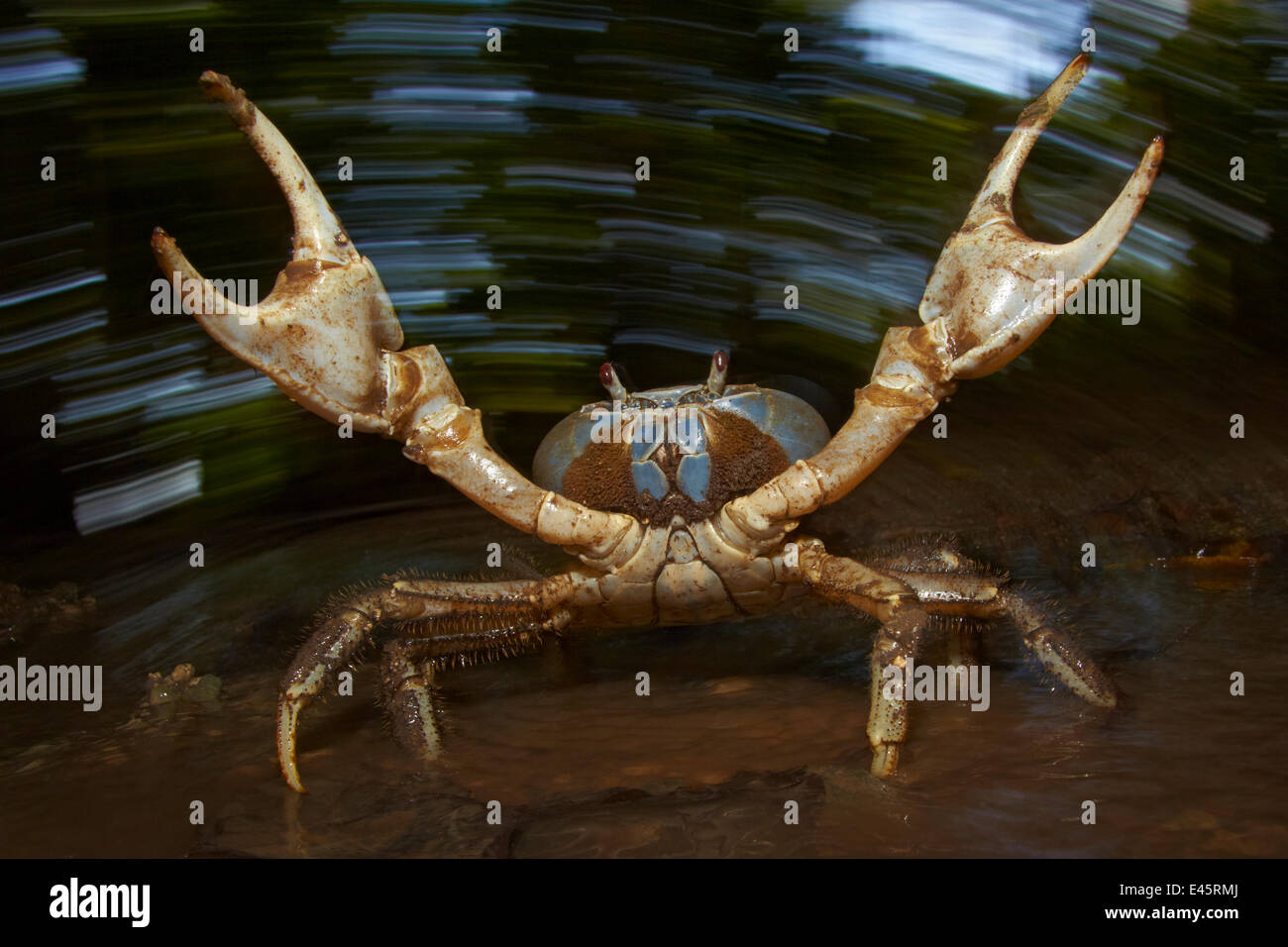 Blue Crab (Discoplax hirtipes) with claws raised in defensive / aggressive posture, endemic to Christmas Island, Indian Ocean, Australian Territory Stock Photo
