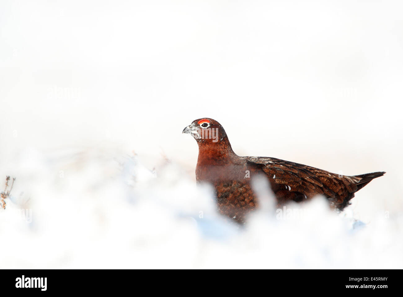 Red grouse (Lagopus lagopus scoticus) male standing on snow covered moorland, Peak district, England, UK. January. Stock Photo