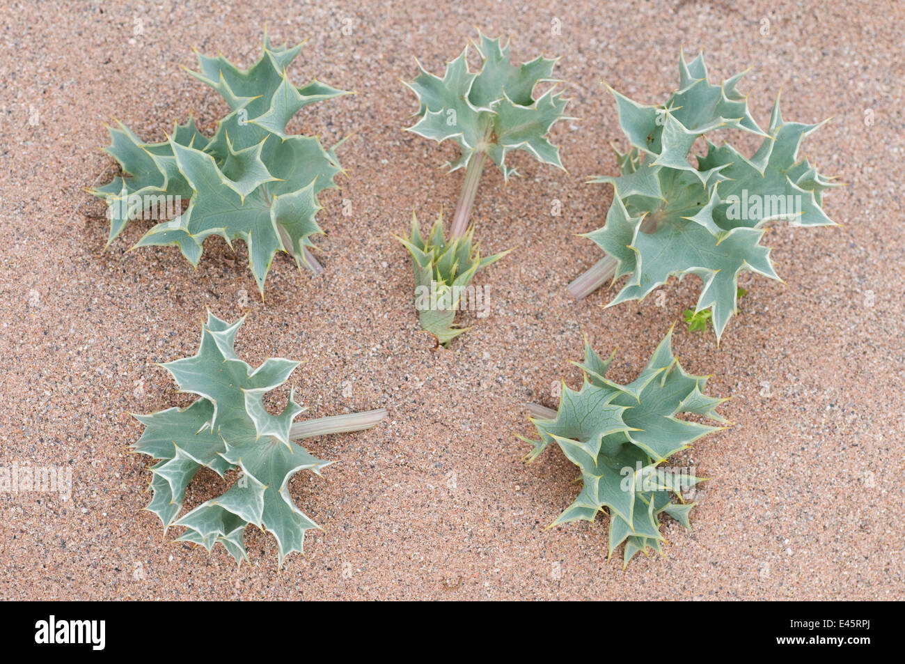 Sea holly (Eryngium maritimum) growing in sand dune, Menorca, Balearic
