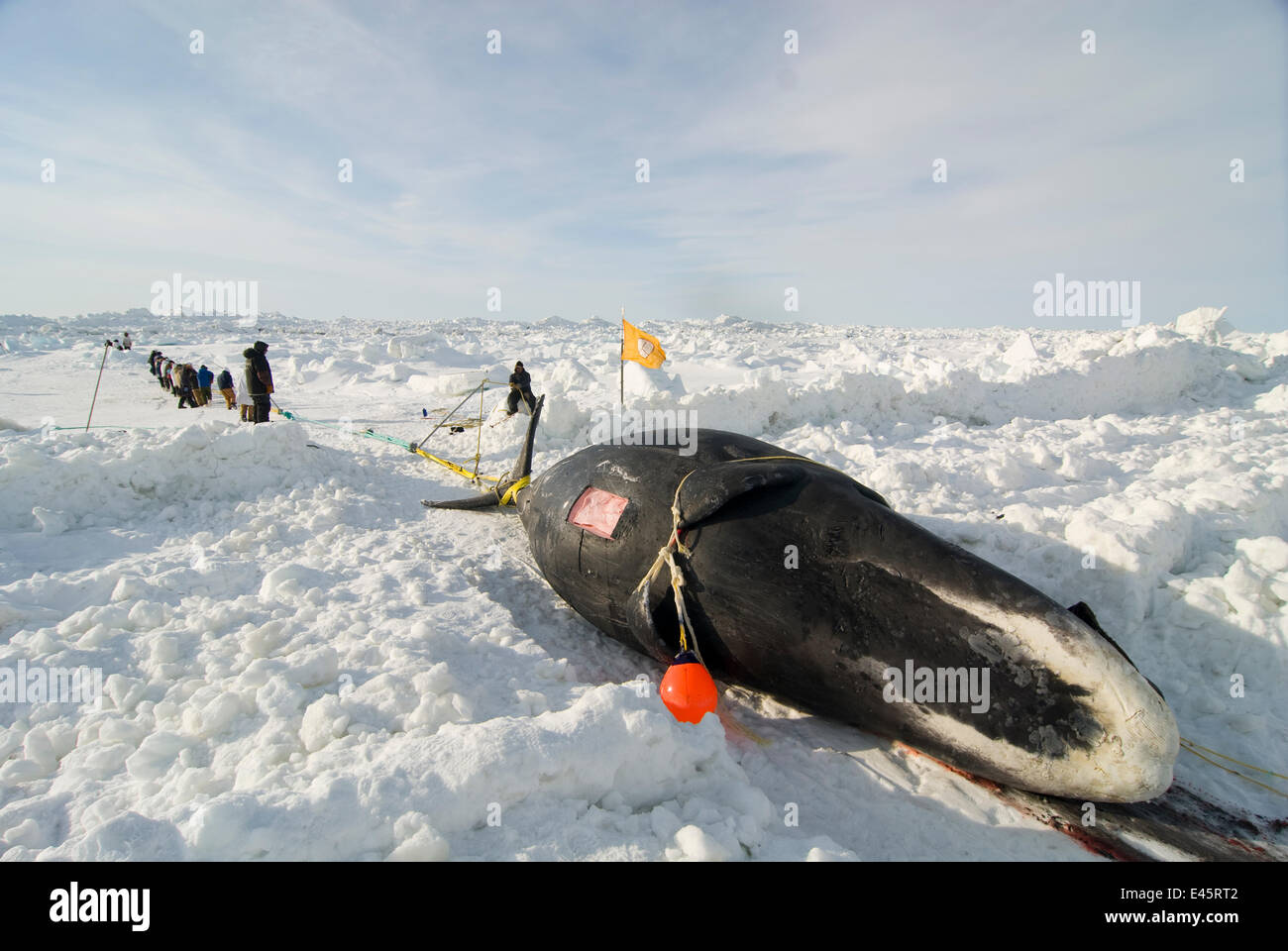 Inupiaq / Inuit subsistence whalers pulling a Bowhead whale (Balaena mysticetus) catch onto the pack ice using a block and tackle pulley system, Chukchi Sea, off the coastal village of Barrow, Alaska, USA, May 2009 Stock Photo