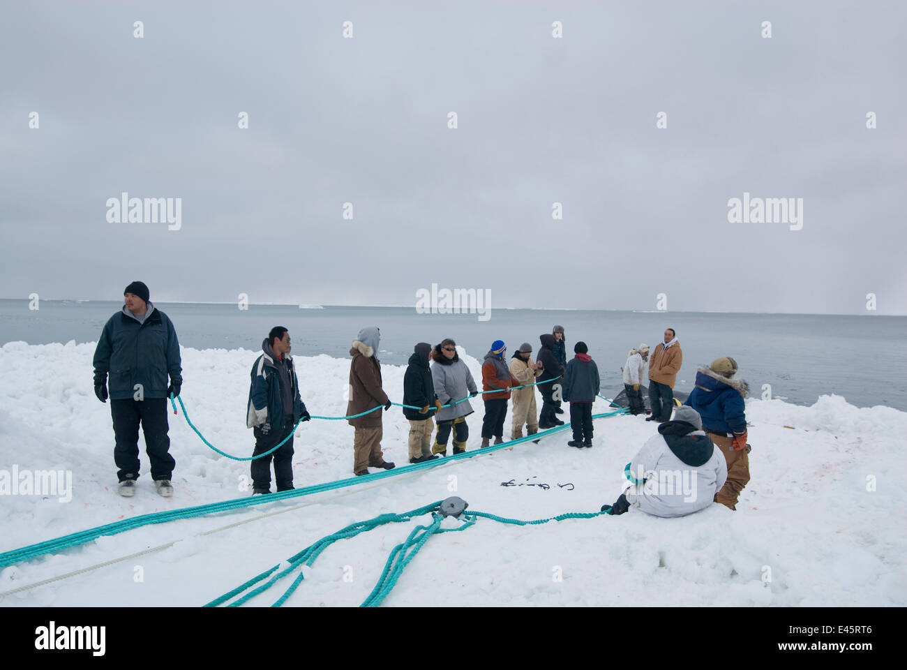 Residents from the Inupiaq arctic village of Barrow along with subsistence whalers pull a Bowhead whale (Balaena mysticetus) catch onto the pack ice using a block and tackle pulley system, Chukchi Sea, Alaska, USA. May 2009 Stock Photo
