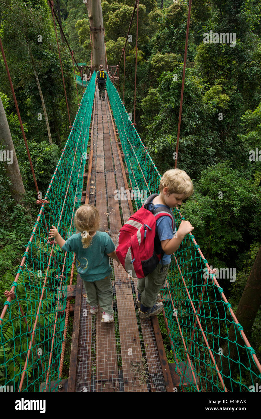 Canopy Rope Bridge Young brother and sister (both model released) exploring a canopy rope ...