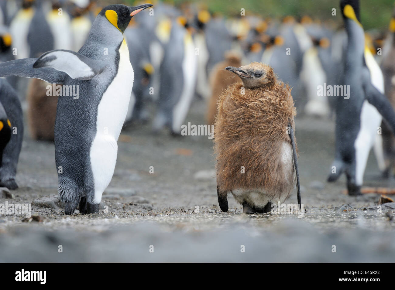 Juvenile King Penguin (Aptenodytes patagonicus) standing in the colony on the beach of Macquarie Island, sub Antarctic waters. Stock Photo