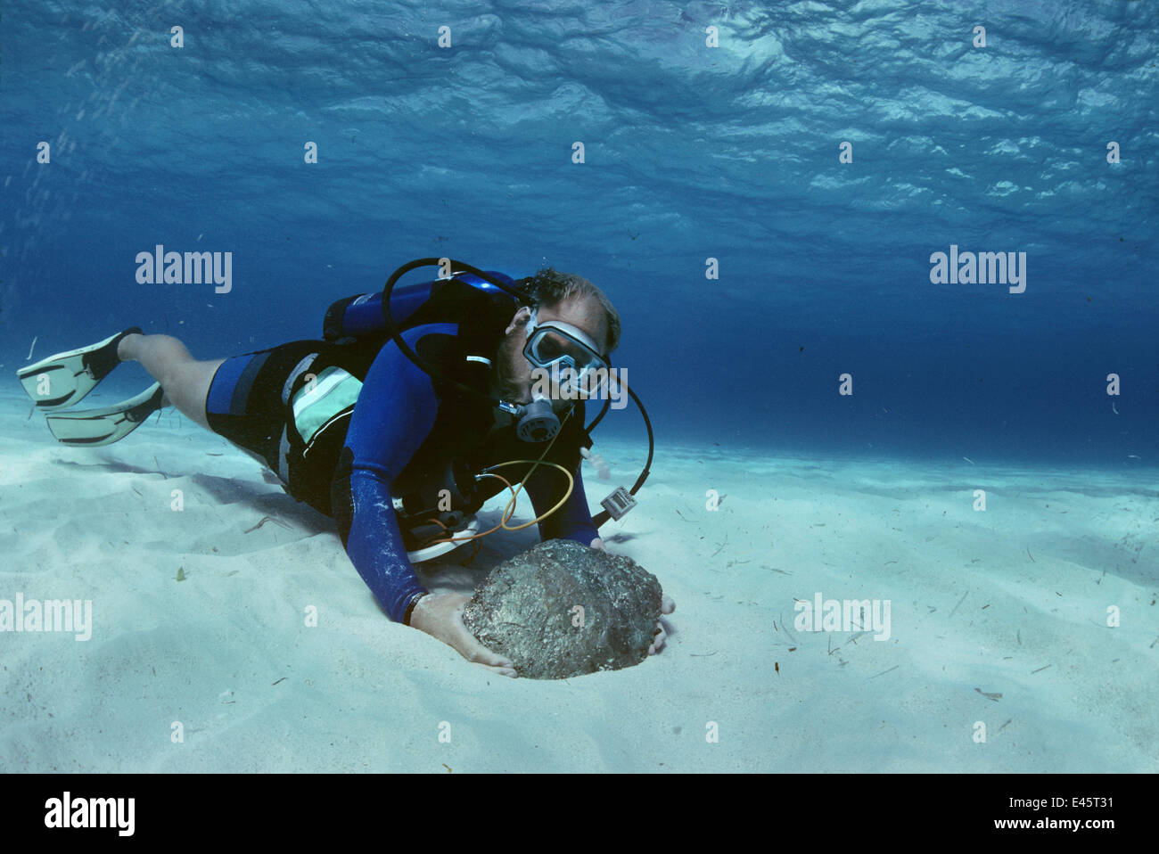 Diver finds a 24kt gold piece weighing 26 pounds during the recovery of the shipwreck 'Las Maravillas', a Spanish galleon sunk in 1658, Bahamas. 1987 Stock Photo