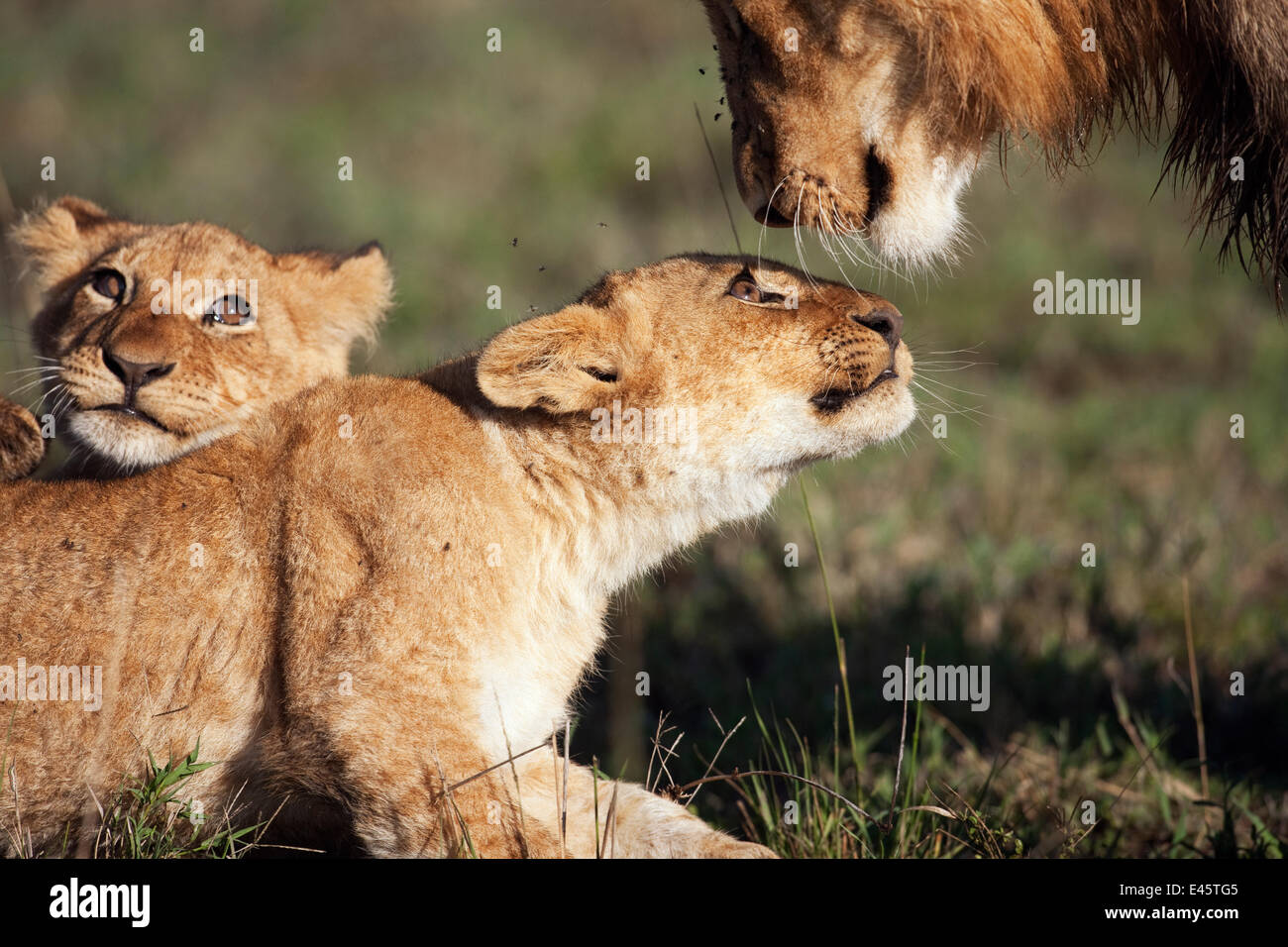 African lion cubs (Panthera leo) aged 9-12 months playing with an ...
