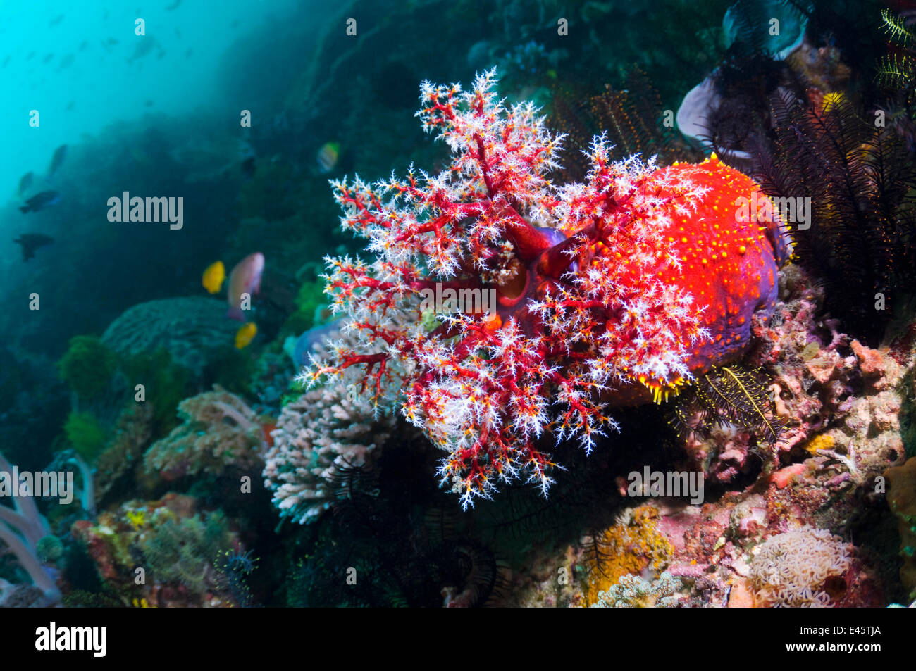 Sea apple (Pseudocolochirus violaceus), a sea cucumber, feeds by filtering the water column with its tentacular crown, successively bringing each arm into its mouth to deliver food particles. Komodo National Park, Indonesia. Stock Photo