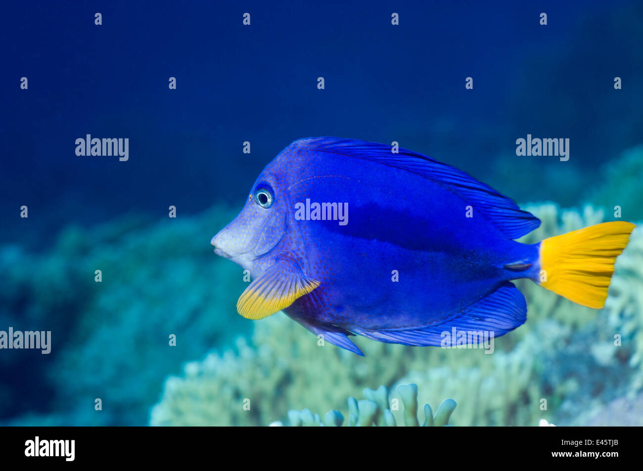Yellowtail tang / surgeonfish (Zebrasoma xanthururm). Red Sea, Egypt Stock Photo