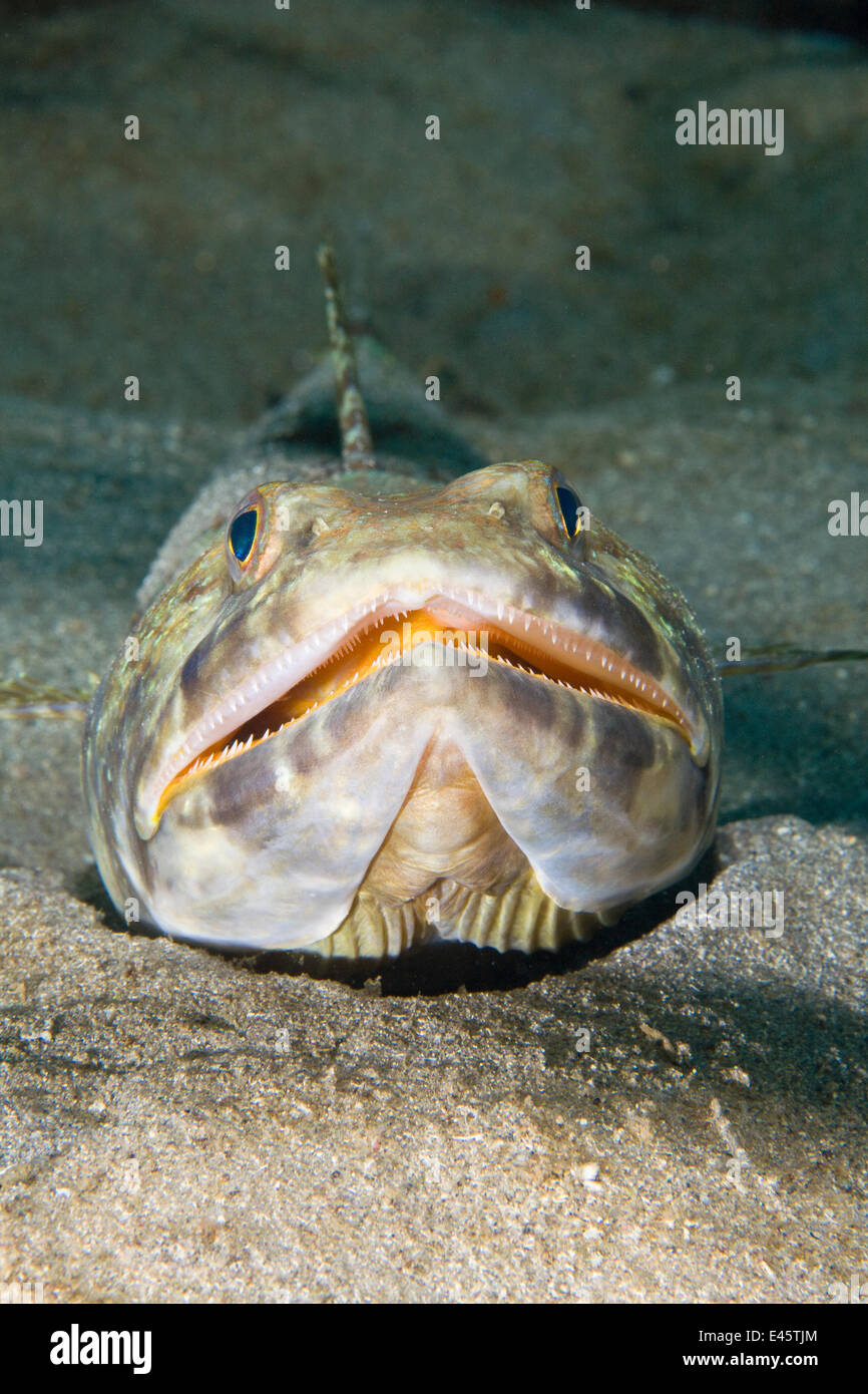 Sand diver / Lizardfish (Snyodus intermedius) head portrait, Dominica, West Indies, Caribbean. Stock Photo