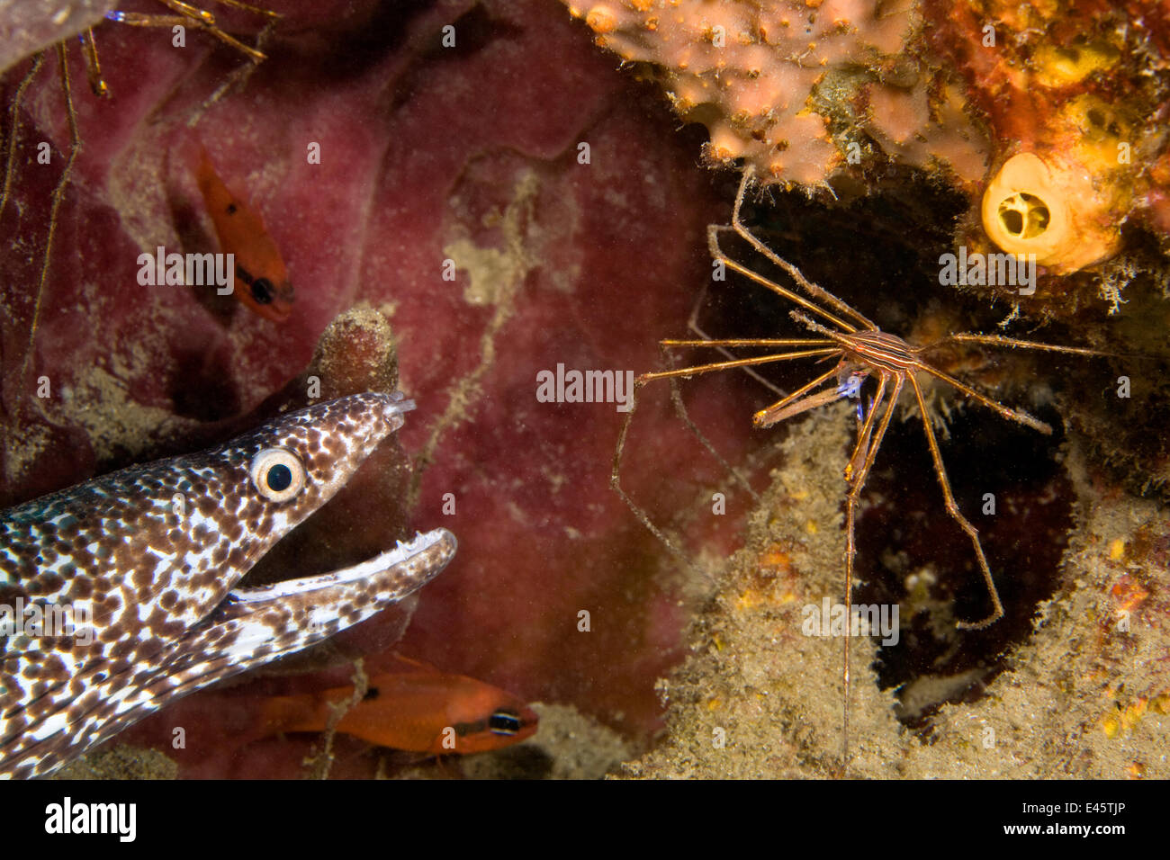 Spotted Moray Eel (Gymnothorax moringua) with mouth open, and Arrow