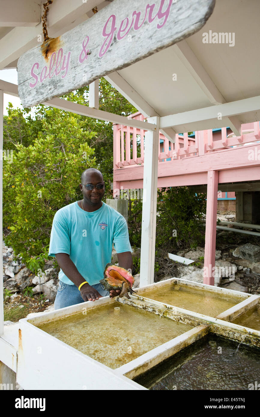 Conch farm hires stock photography and images Alamy