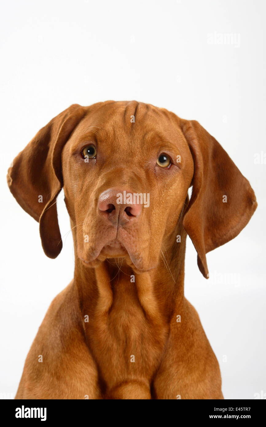 Magyar Vizsla / Hungarian Pointer, head portrait of smooth coated, tan coloured male, sitting. Stock Photo