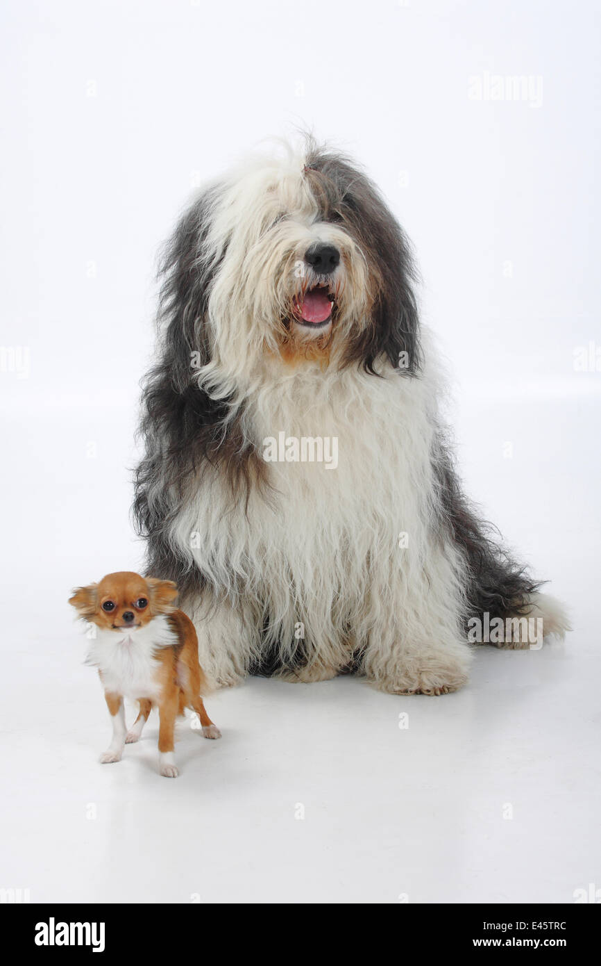 Bobtail and Bearded Collies, Old English Shepherd Dog Stock Photo - Alamy