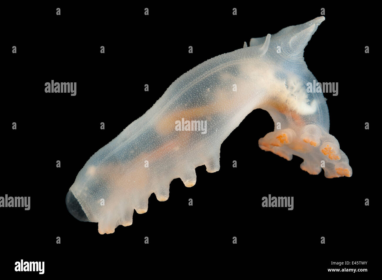 Deepsea Sea cucumber (Amperima sp) from mid Atlantic ridge, 2500m, Atlantic ocean, June 2010 Stock Photo