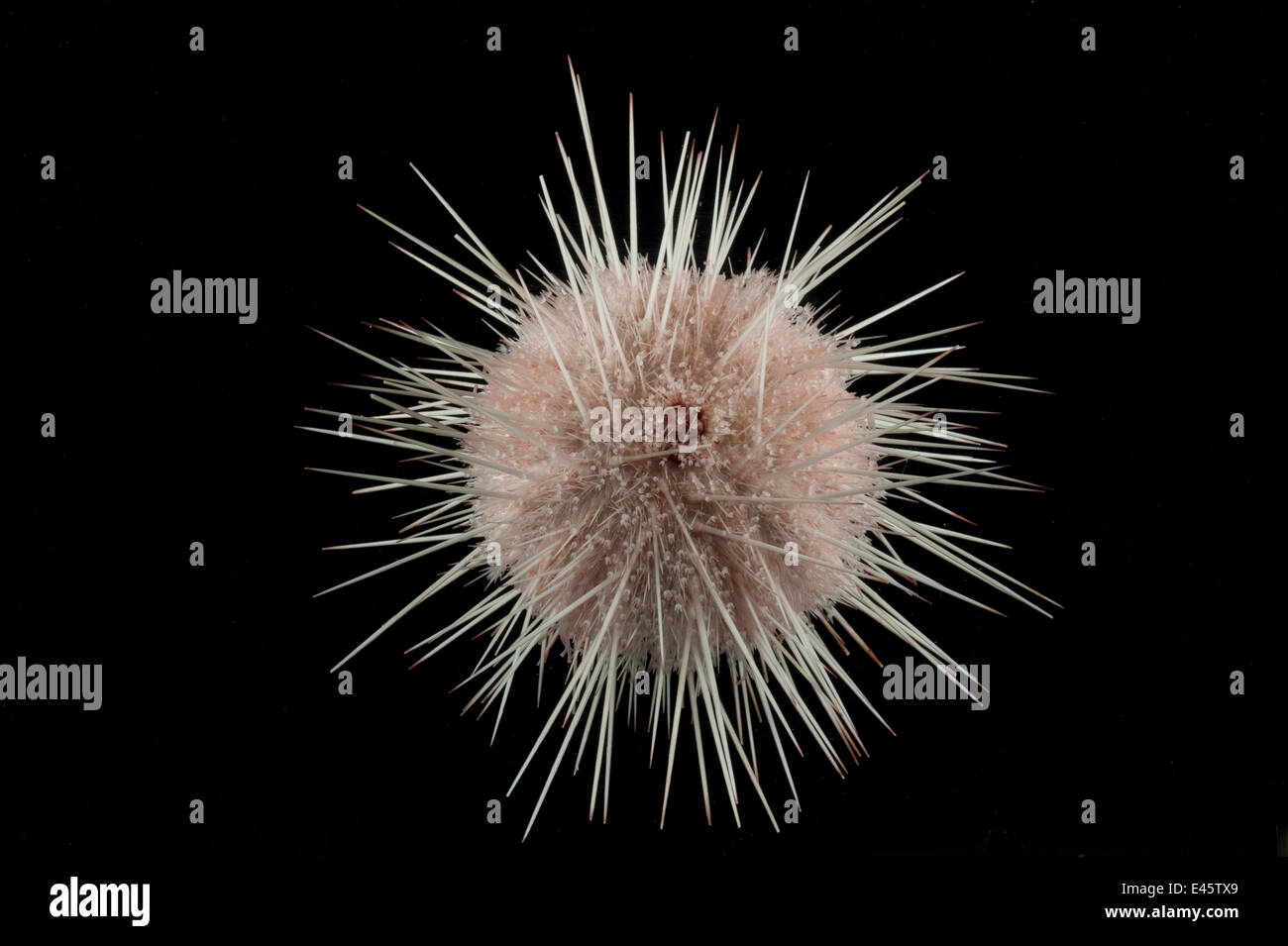 Deepsea Echinoid sea urchin (Echinus sp) from mid Atlantic Ridge, June 2010 Stock Photo