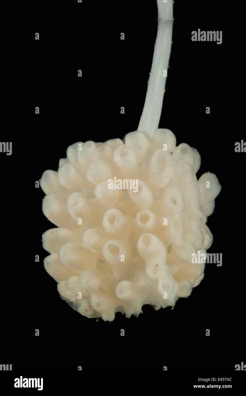 Glass sponge hexactinellida hi-res stock photography and images - Alamy