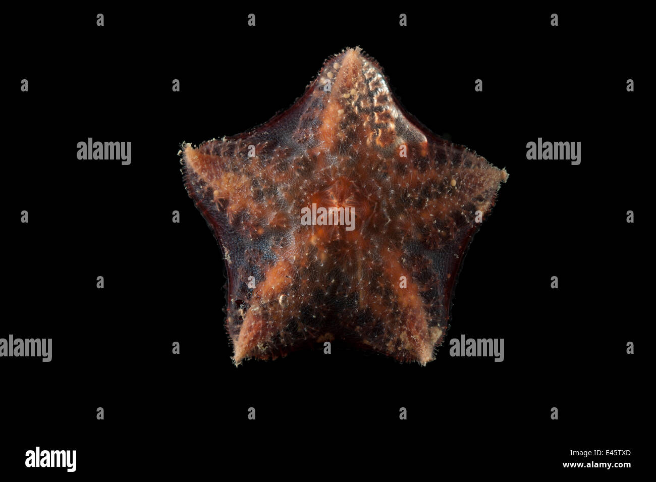Ventral view of deepsea benthic Asteroid / Seastar (Hymenaster sp) from mid atlantic ridge, approx 2500m, June 2010 Stock Photo