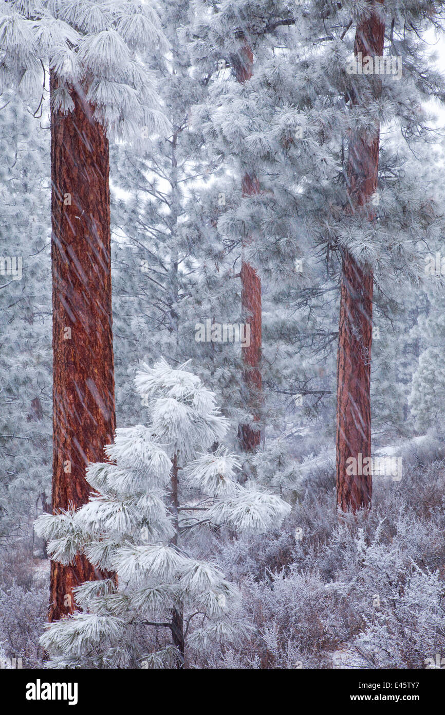 Ponderosa Pine trees (Pinus ponderosa) coated in frost, during heavy