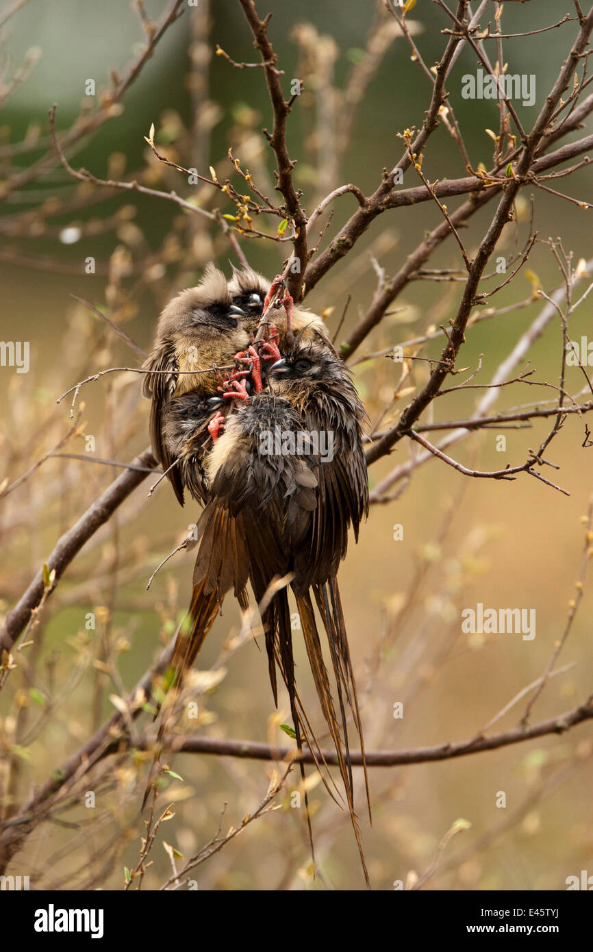 White-headed Mousebirds (Colius leucocephalus) clustered together in tree to keep warm in the Upper Mara, Masai Mara Game Reserve, Kenya Stock Photo