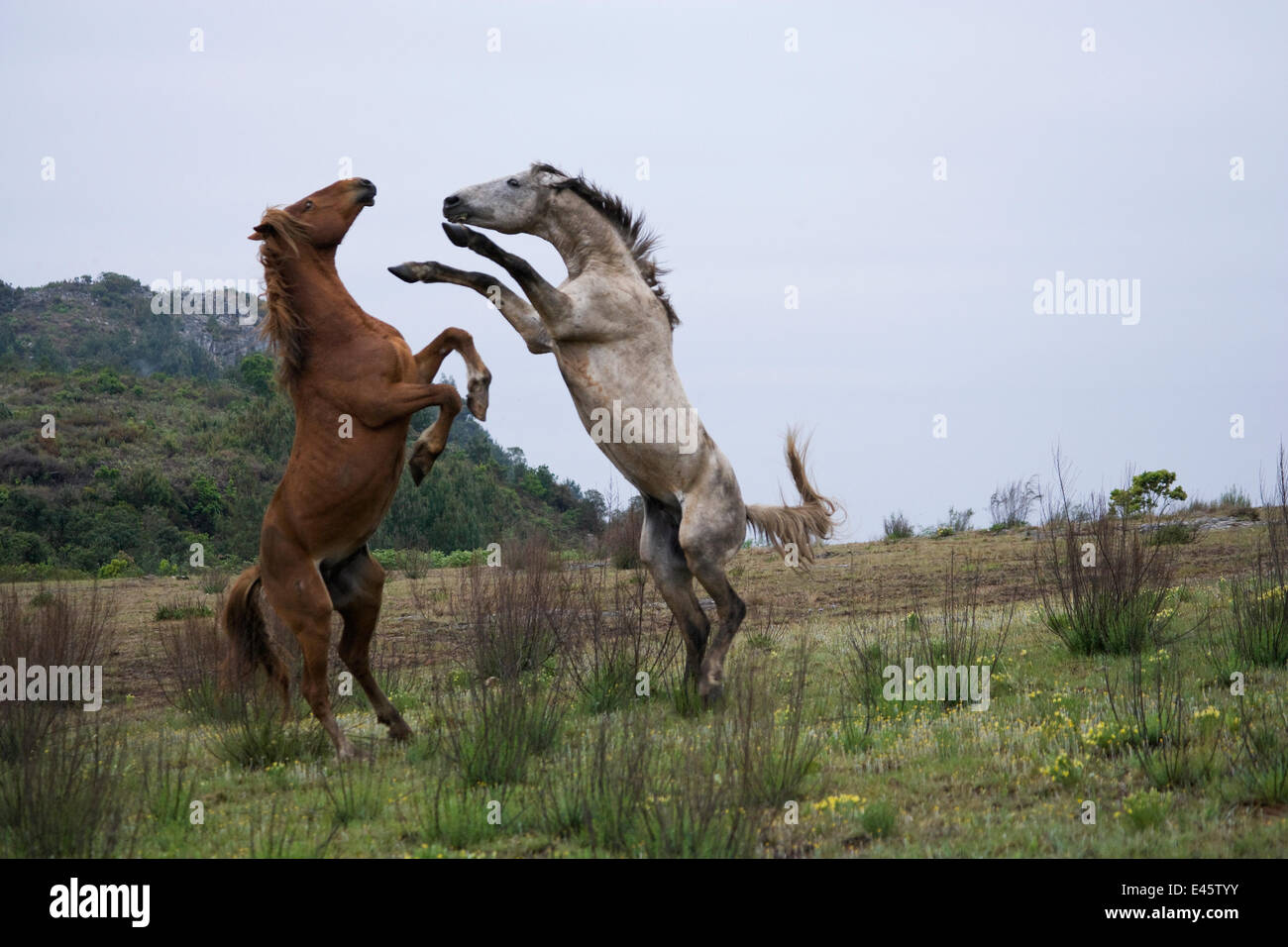 Feral domestic horses (Equus caballus) wild herd stallion (grey) fighting a bachelor chestnut stallion,  Blue Swallow Reserve, near Kaapsehoop, Mpumalanga province / Eastern Transvaal, South Africa, October 2010 Stock Photo